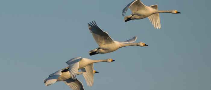 Migrating swans (photo: Hans-Joachim Augst)